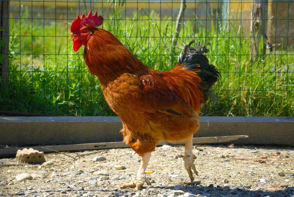 Agriturismo Il Canterino جوارديستالو المظهر الخارجي الصورة